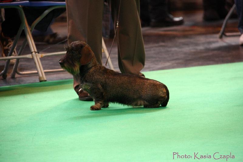 Crufts2011_2 1081.jpg